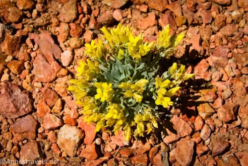 Yellow twinpod flowers among orange rocks along the Under the Rim Trail near the Hat Shop in Bryce Canyon National Park, Utah