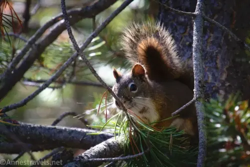 A squirrel along the Duck Lake Trail in Yellowstone National Park, Wyoming