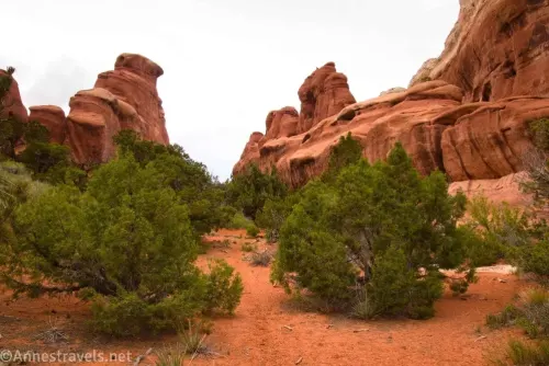 Trees and desert sand between sandstone fins and rock formations between Blocked Arch and Crystal Arch in Arches National Park, Utah