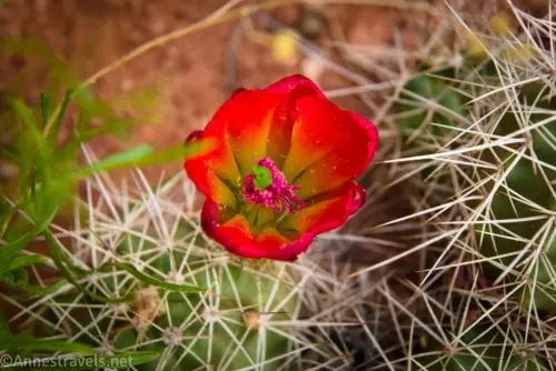 A red bloom of a claret cup cactus near Crystal Arch in Arches National Park, Utah