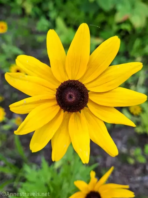 Black eyed susan flower near Alms House Pond in Plymouth, Massachusetts