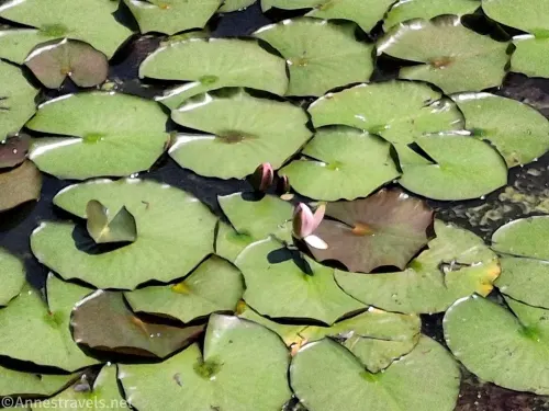 Blooming lily pads in the Alms House Pond in Plymouth, Massachusetts