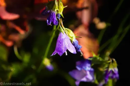 Purple harebell flowers still covered in dew along the Glacier Lake Trail in the Beartooth Mountains of Montana