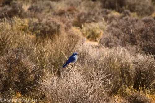 A mountain bluebird on a bush above Echo Canyon in the Funeral Mountains of Death Valley National Park, California