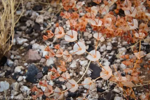 Roundleaf oxytheca flowers in the desert above Echo Canyon in the Funeral Mountains of Death Valley National Park, California