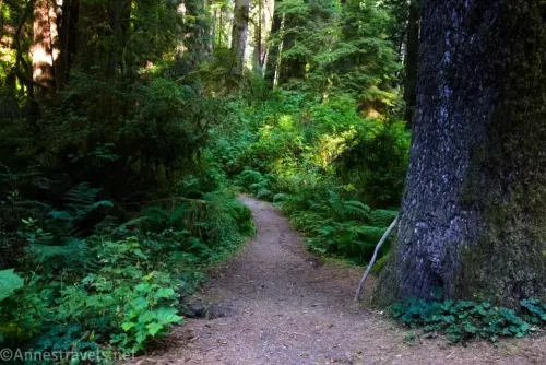 Trees and ferns at the Ossagon Trailhead in Prairie Creek Redwood State Park, California