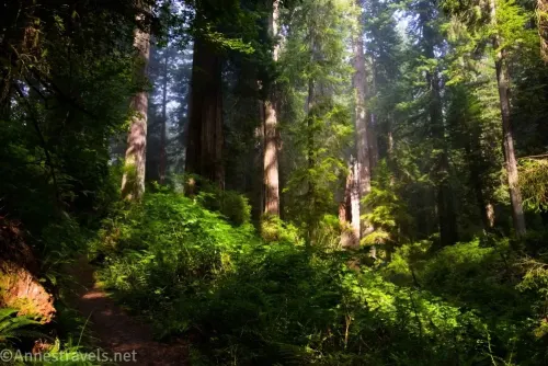 Redwoods along the Ossagon Trail in Prairie Creek Redwoods State Park, California