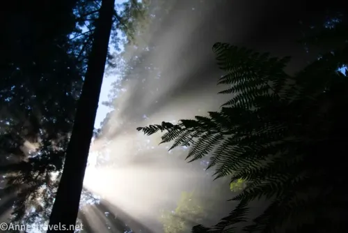 Ferns and sunbeams along the Ossagon Trail in Prairie Creek Redwood State Park, California