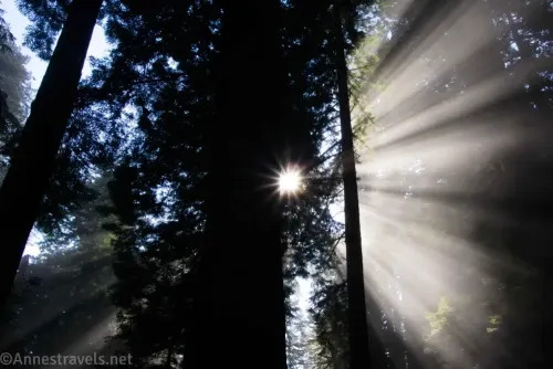 Sunstar behind a redwood tree and sunbeams as the mist lifts along the Ossagon Trail in Prairie Creek Redwoods State Park, California