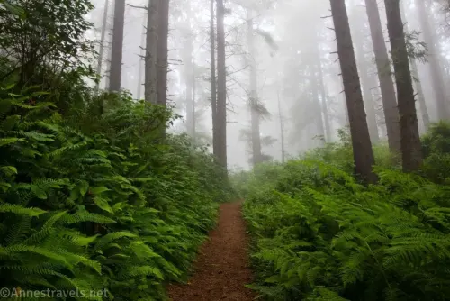 Misty forest and ferns along the Ossagon Trail in Prairie Creek Redwoods State Park, California