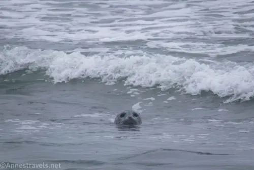 A seal in the Pacific Ocean near Gold Bluffs Beach in Prairie Creek Redwoods State Park, California