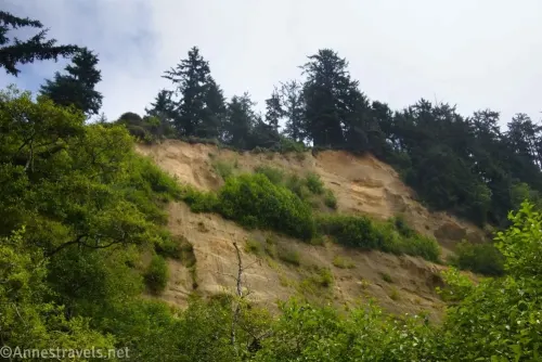 Gold-colored seaside cliffs near Gold Bluffs Beach in Prairie Creek Redwoods State Park, California