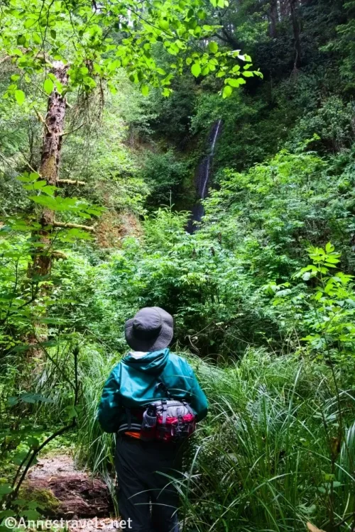 A hiker walking through the foliage toward Gold Bluffs Beach Waterfall 1 along the Davison Trail in Prairie Creek Redwoods State Park, California