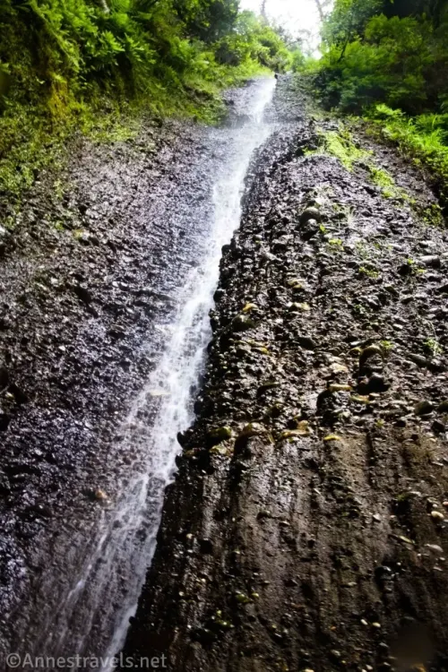 Gold Bluffs Beach Waterfall 1 tumbles down the cliff face along the Davison Trail in Prairie Creek Redwoods State Park, California