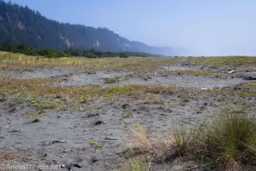 Wildflowers in the sand on the beach below the Ossagon Trail in Prairie Creek Redwoods State Park, California