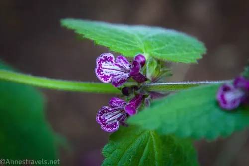 Henbit flowers along the Ossagon Trail in Prairie Creek Redwoods State Park, California