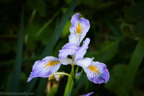 A pretty purple, yellow, and white wild iris flower along the Ossagon Trail in Prairie Creek Redwoods State Park, California
