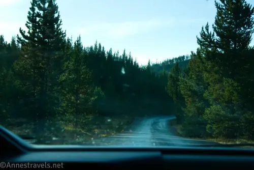Early morning among the trees along the gravel Virginia Cascades Drive in Yellowstone National Park, Wyoming