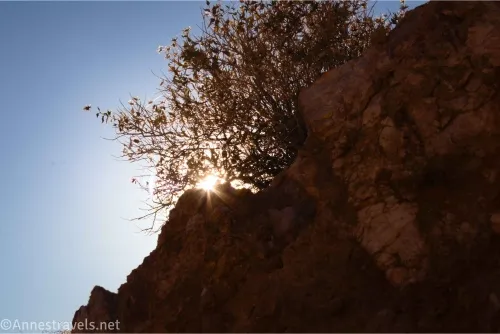 Sun shines through a desert bush above some rocks on a blue sky background 