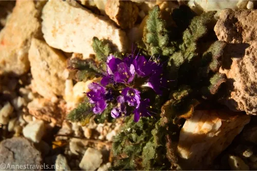 A purple flower with yellow stamens and green leaves between rocks 