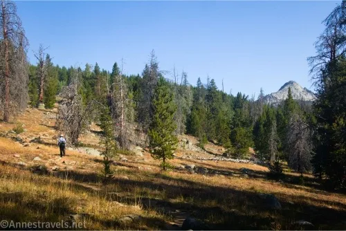 A hiker in a meadow on a treed hillside with one mountain peak visible 