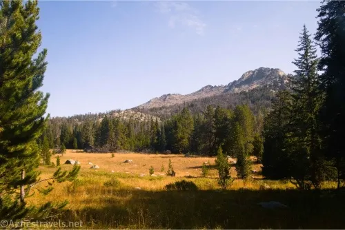 A yellow meadow bordered by trees with a craggy peak above 