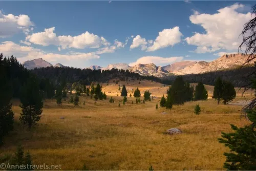 Yellow grassy meadows studded with dark trees with distant mountains and clouds in a blue sky 