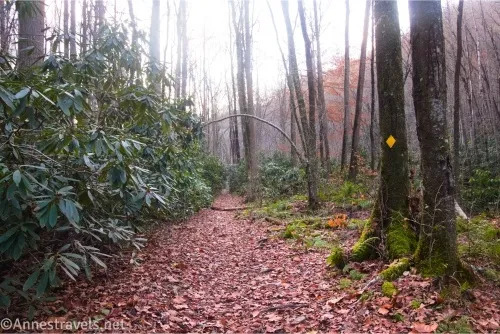 A leaf-covered trail in a forest bordered by trees and a rhododendron bush