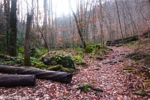 Logs and rocks beside a leaf-covered trail in a forest