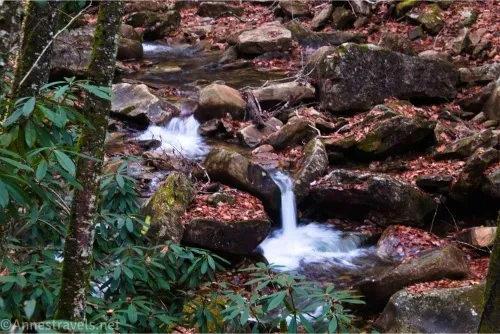 Small waterfalls between autumn leaf-covered rocks beside a rhododendron bush