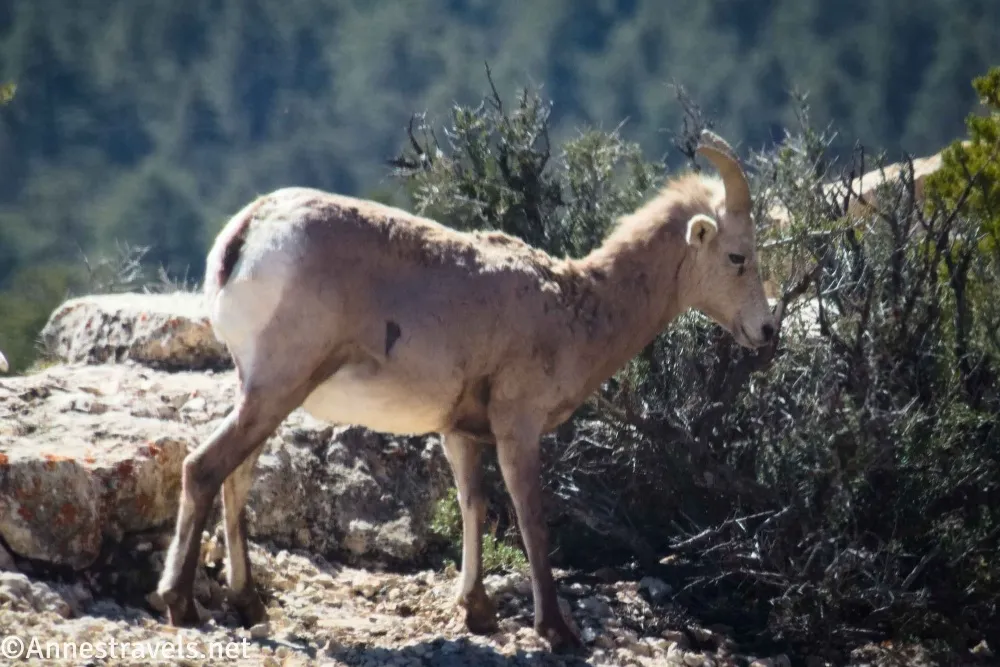 Bighorn sheep on a rock beside a desert bush