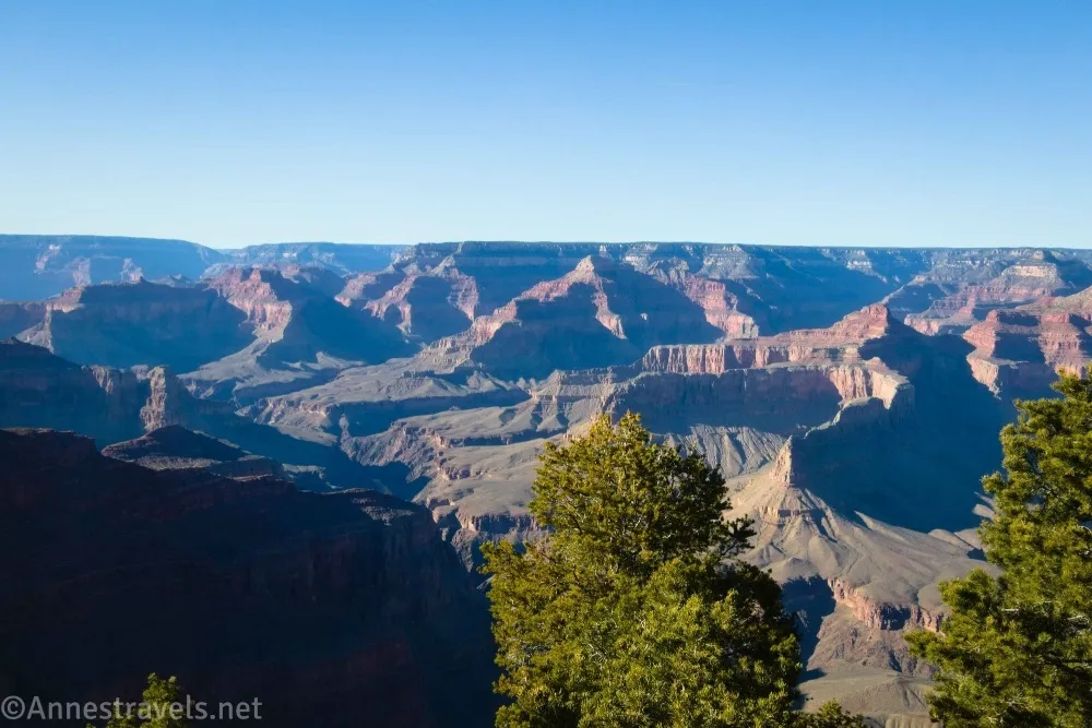Trees in front of the Grand Canyon