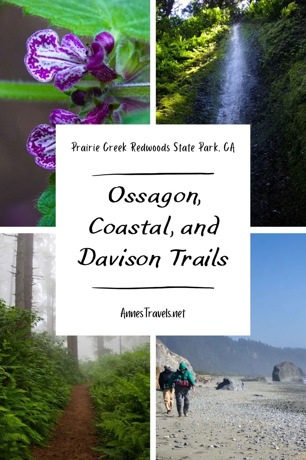 Photo collage showing scenes from the Ossagon Trail, Coastal Trail, and Davison Trail in Prairie Creek Redwoods State Park, California