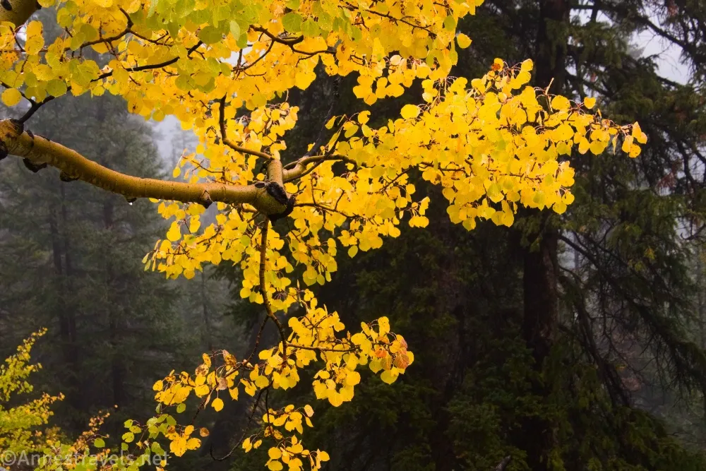 Yellow aspen leaves below Columbine Lake in the San Juan Mountains of Colorado