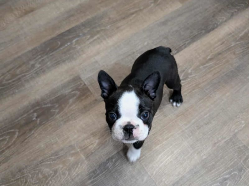 Boston Terrier at Dalhousie Kennels — gallery photo 5