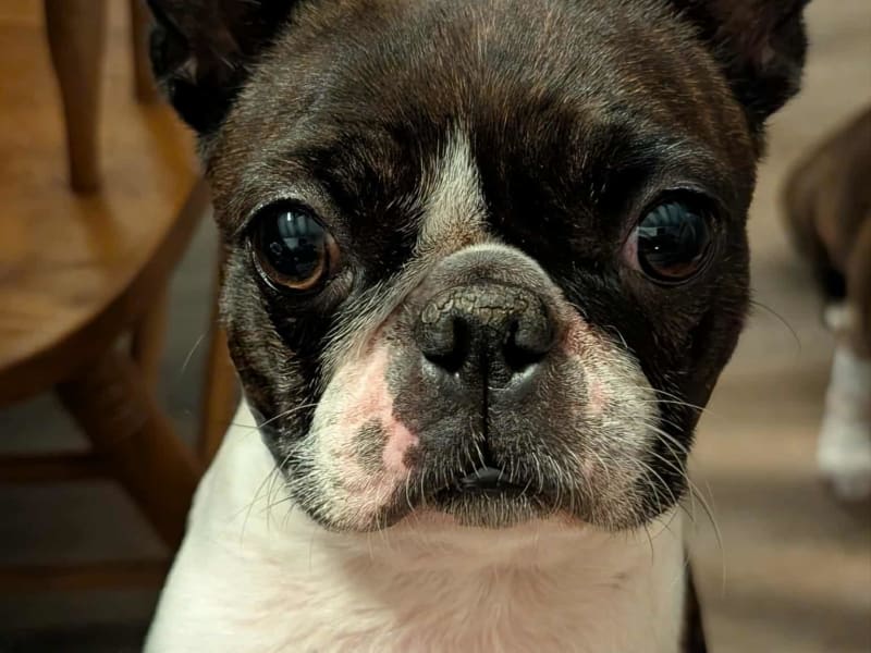 Boston Terrier at Dalhousie Kennels — gallery photo 7
