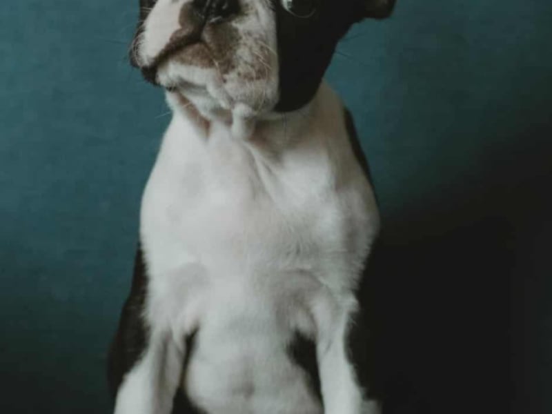 Boston Terrier at Dalhousie Kennels — gallery photo 8