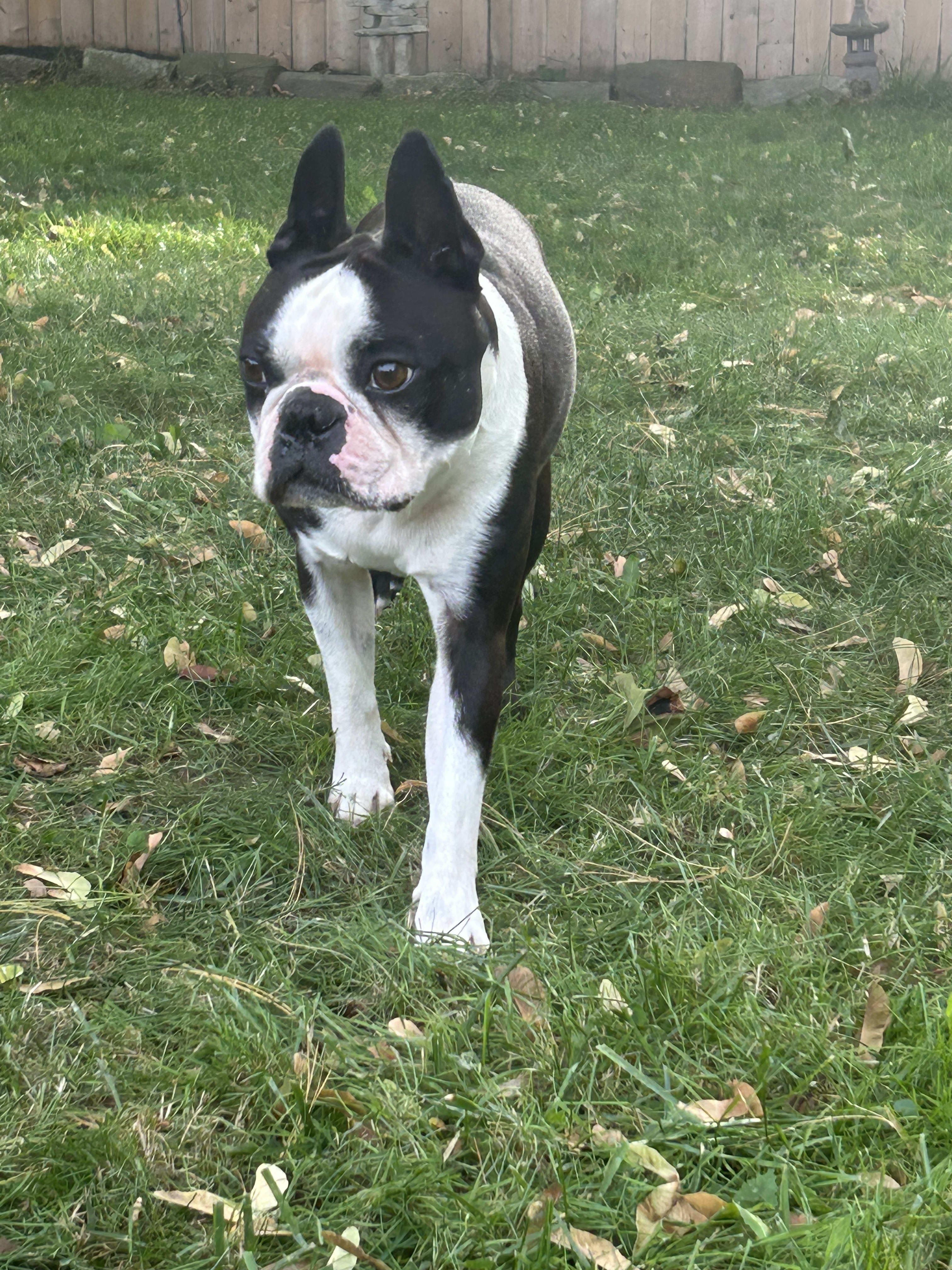 Gage, Boston Terrier at Dalhousie Kennels — photo 3
