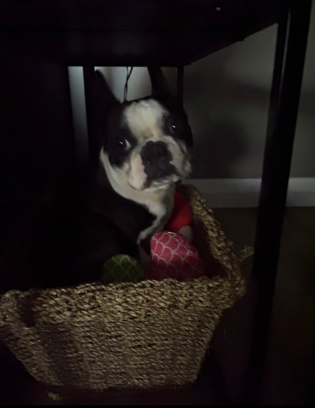 Gage, Boston Terrier at Dalhousie Kennels — photo 2