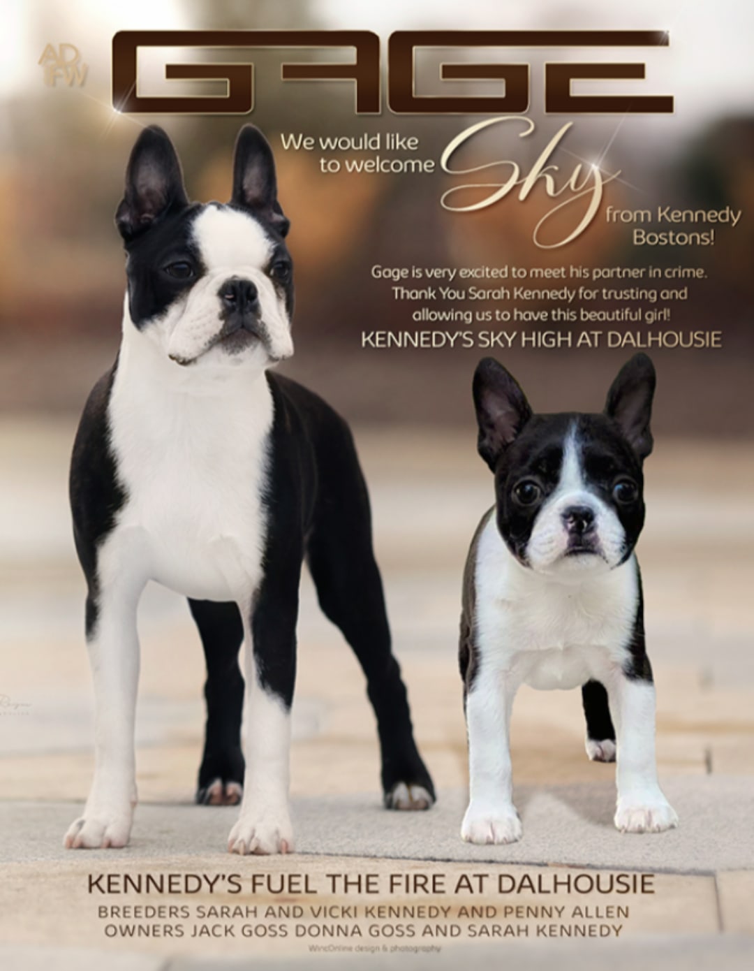 Gage, Boston Terrier at Dalhousie Kennels — photo 1