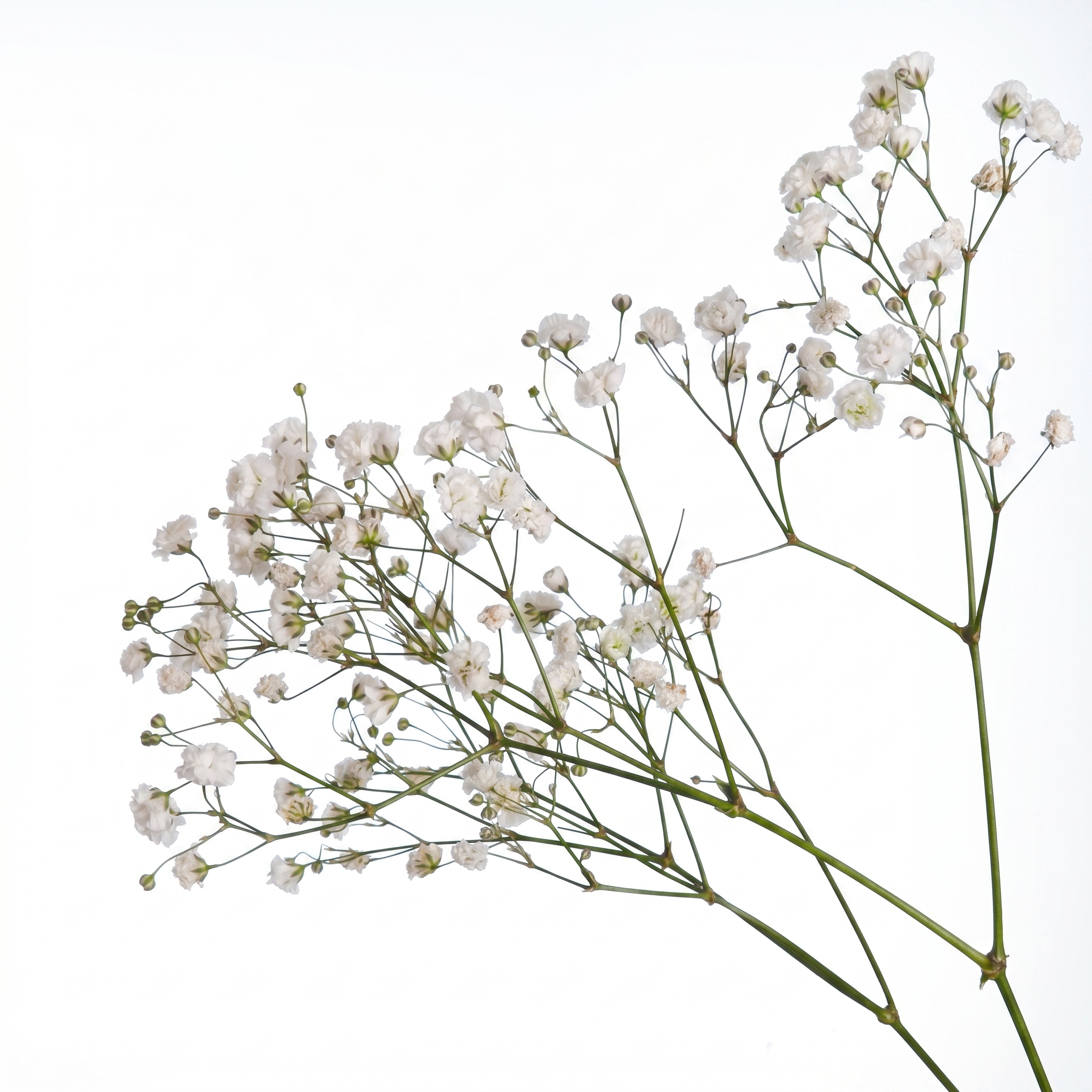 A delicate sprig of white gypsophila baby's breath flowers isolated on a solid white background.