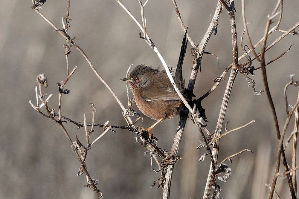 Dartford Warbler