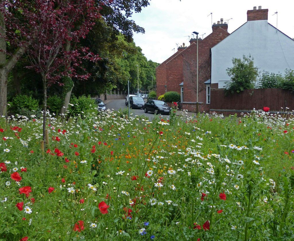 Wildflowers_at_Vicarage_Lane_in_Belgrave_Mat Fascione-geograph.org.uk-_4524380.jpg