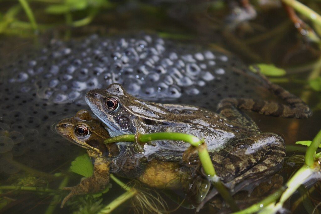 European_Common_Frog_Spawning_(Rana_temporaria)_Thomas Brown(8618457161).jpg