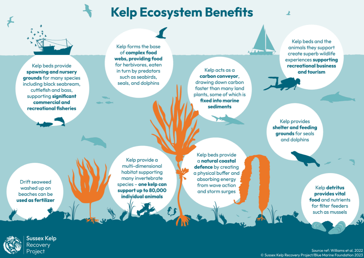 Sussex Kelp Infographic_Ecosystem Benefits.png