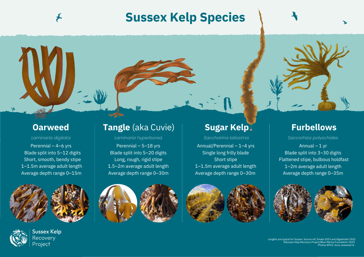 Sussex Kelp Infographic_Kelp Species.pdf.png