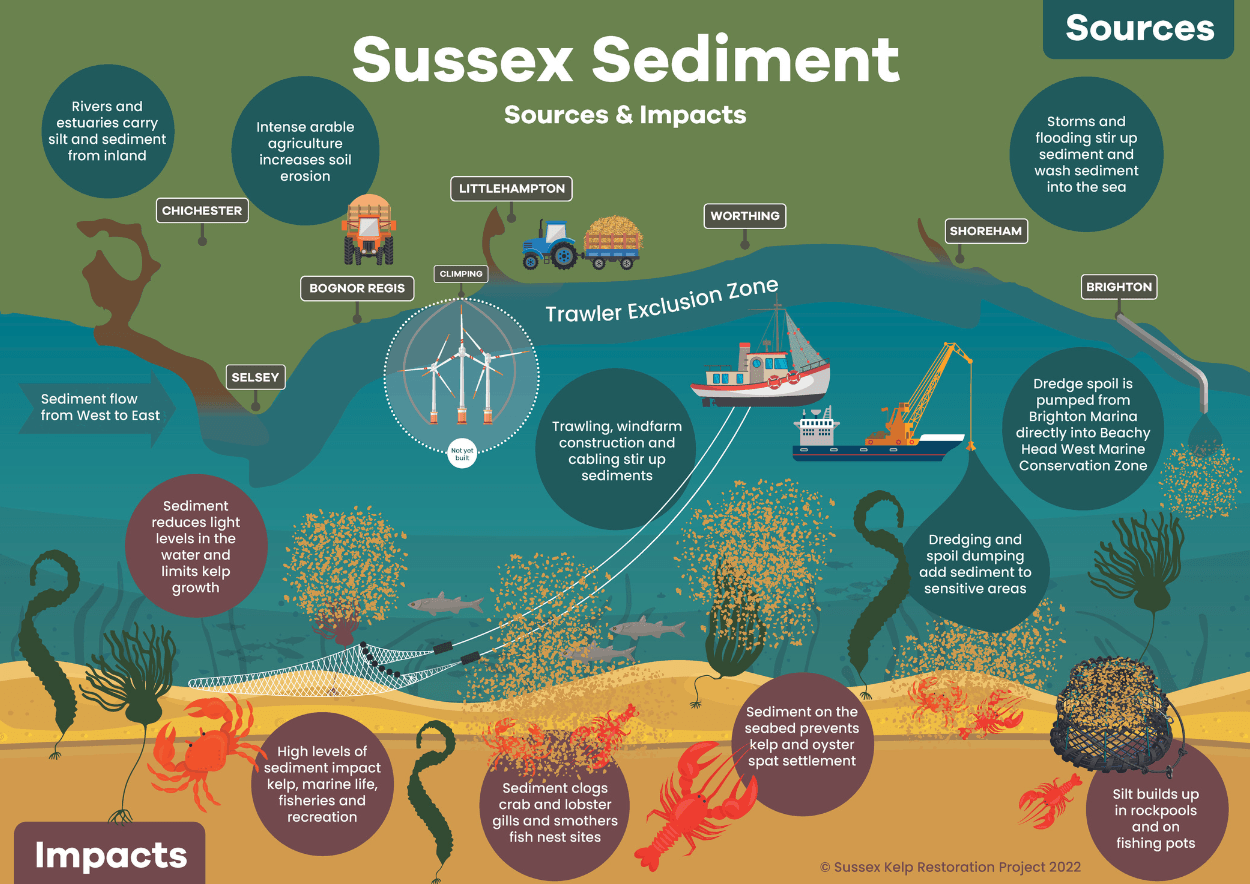 Sussex Kelp Infographic_Sussex Sediment.png