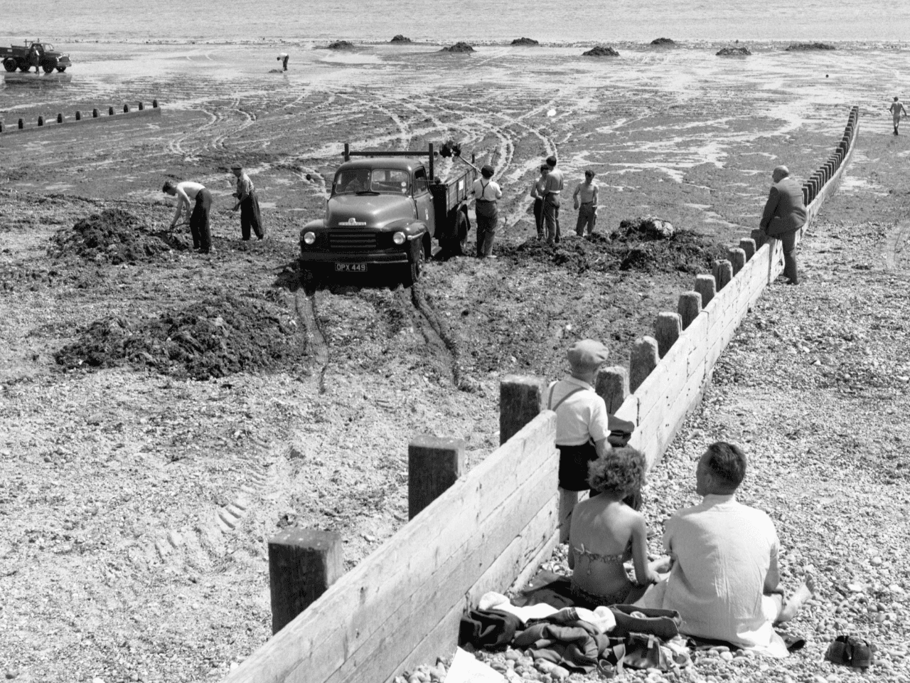 Kelp on Worthing Beach 1960s.png