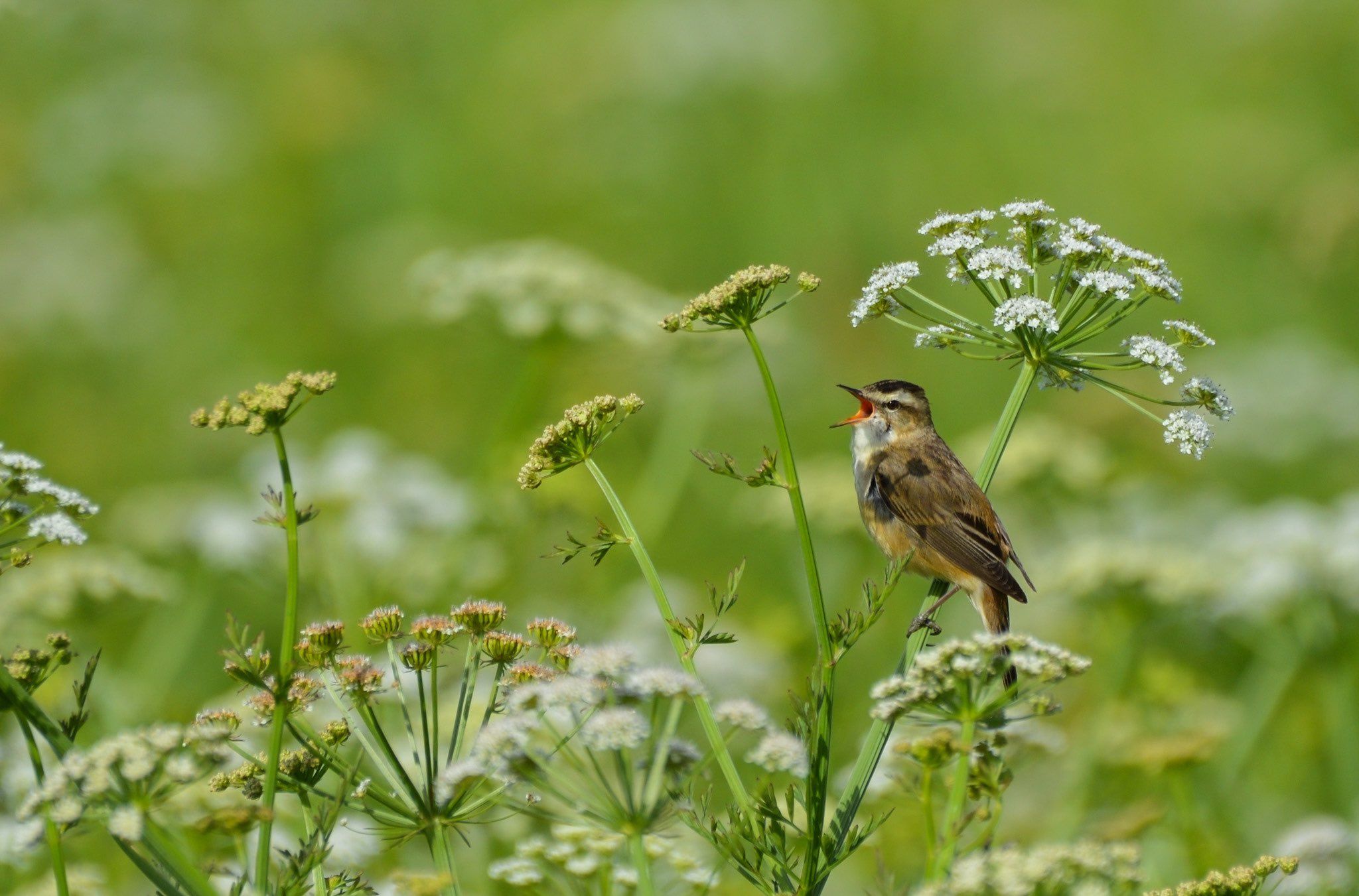 Sedge Warbler MP.jpg