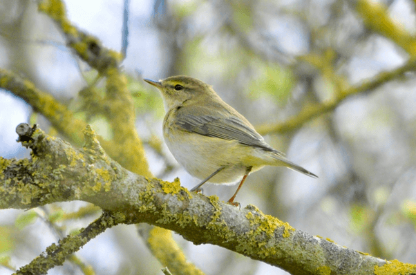 Willow Warbler